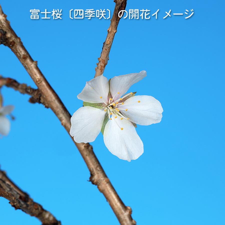 盆栽 富士桜 四季咲 サクラ さくら 桜 フジザクラ マメザクラ