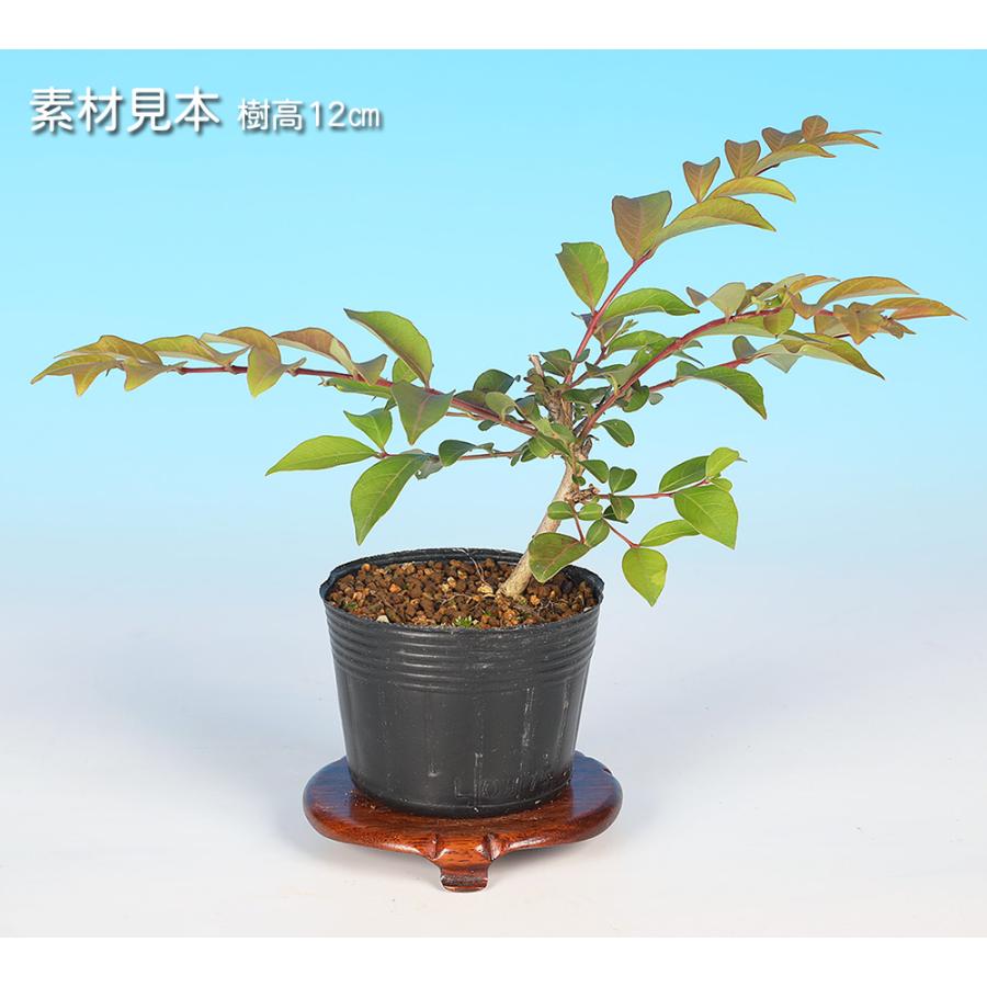 盆栽 白花島百日紅 サルスベリ シマサルスベリ 花物盆栽 小品盆栽 ミニ