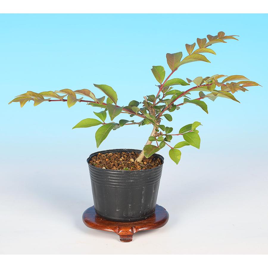 盆栽 白花島百日紅 サルスベリ シマサルスベリ 花物盆栽 小品盆栽 ミニ