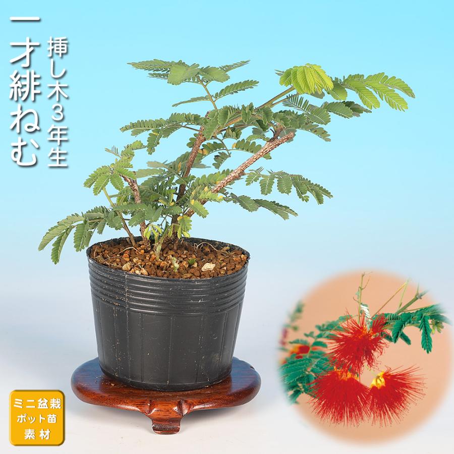 盆栽 一才緋ねむ 挿し木3年生 ネムノキ 合歓木 ヒネム 緋合歓 赤花 一