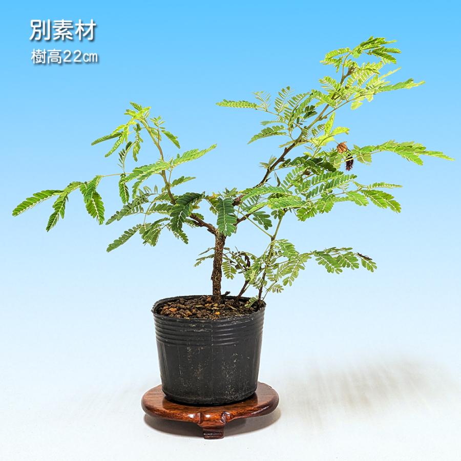 盆栽 一才緋ねむ 挿し木3年生 ネムノキ 合歓木 ヒネム 緋合歓 赤花 一