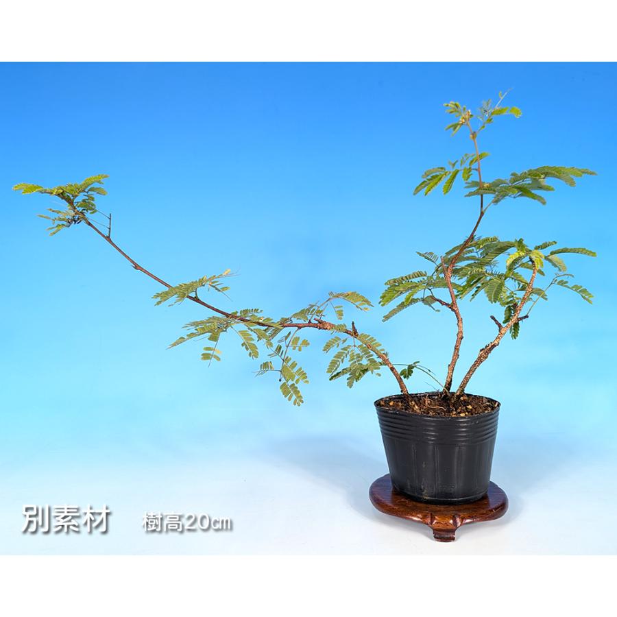 盆栽 一才緋ねむ 挿し木3年生 ネムノキ 合歓木 ヒネム 緋合歓 赤花 一