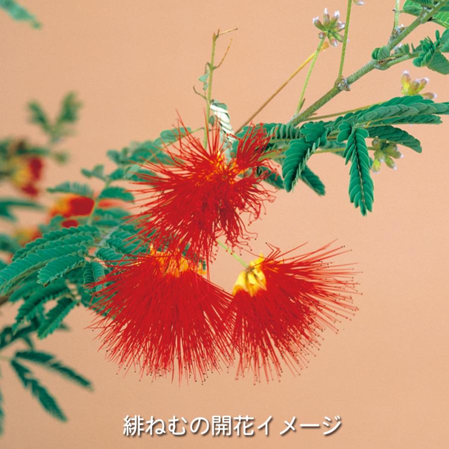 盆栽 一才緋ねむ 挿し木3年生 ネムノキ 合歓木 ヒネム 緋合歓 赤花 一