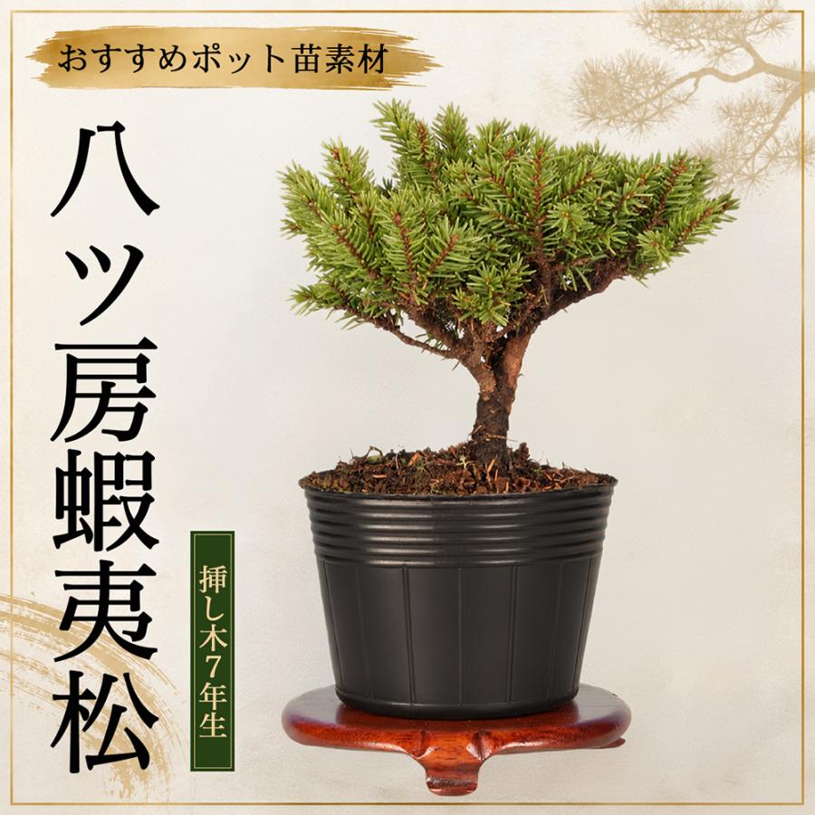盆栽 八ッ房蝦夷松 挿し木7年生 蝦夷松 エゾ松 小品・ミニ盆栽向け