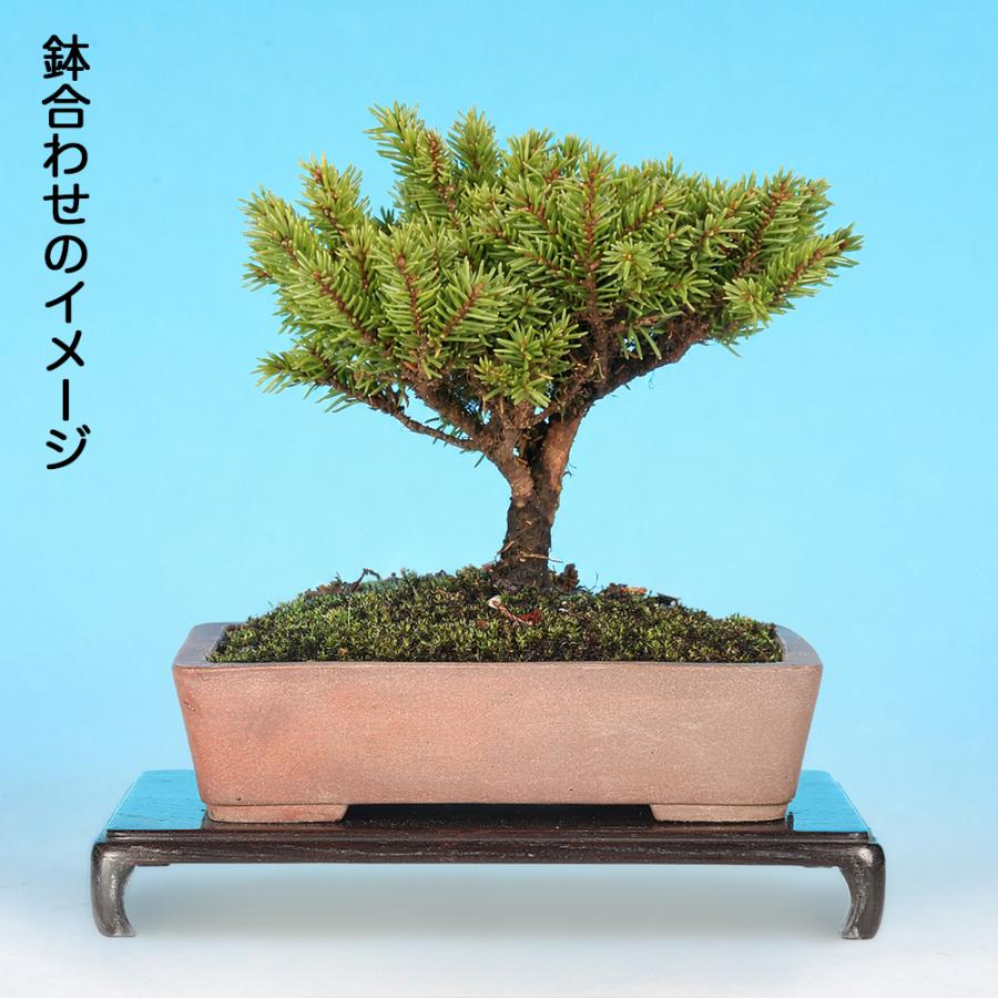 盆栽 八ッ房蝦夷松 挿し木7年生 蝦夷松 エゾ松 小品・ミニ盆栽向け
