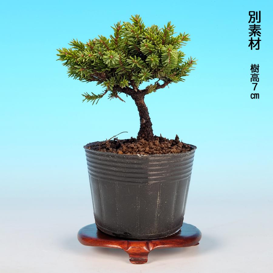 盆栽 八ッ房蝦夷松 挿し木7年生 蝦夷松 エゾ松 小品・ミニ盆栽向け