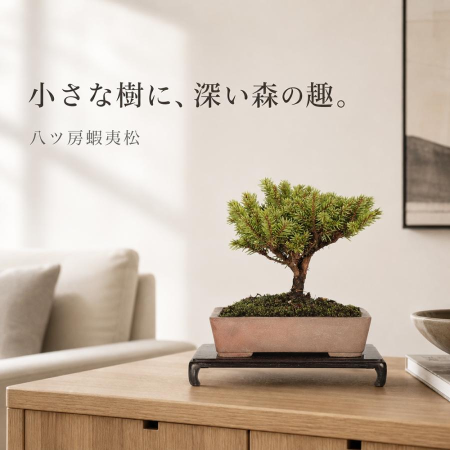 盆栽 八ッ房蝦夷松 挿し木7年生 蝦夷松 エゾ松 小品・ミニ盆栽向け