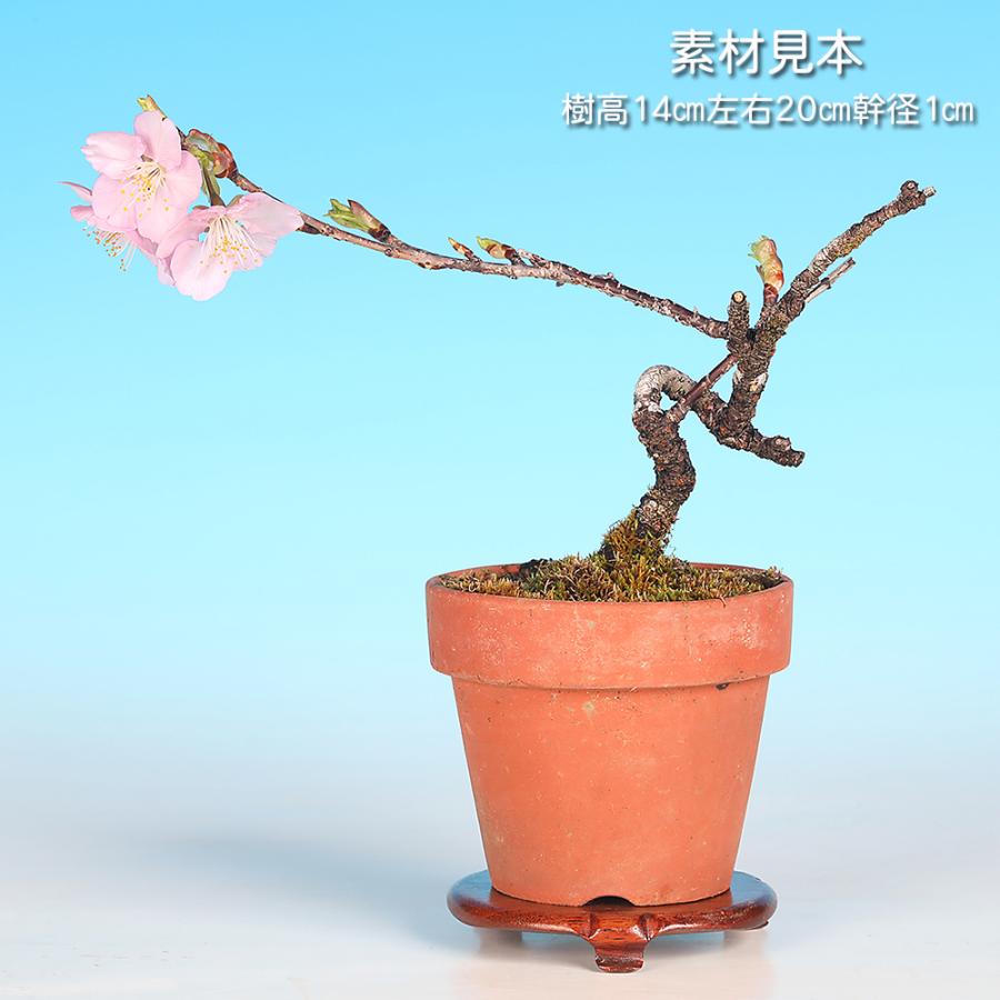 盆栽 河津桜 サクラ さくら オオシマザクラ ヒカンザクラ 桜盆栽 ミニ