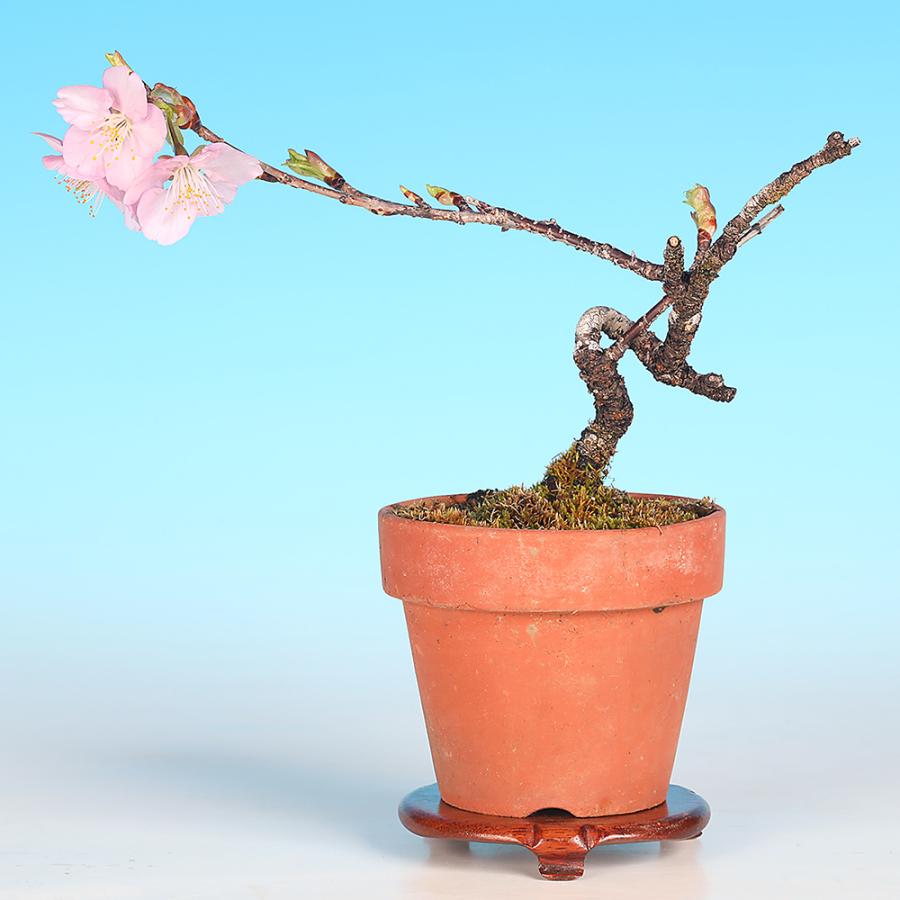 盆栽鉢　桑津香石　絵鉢　山野草　桜　松　鳥　小品盆栽 盆栽鉢 植木鉢 桑津香石 絵鉢 山野草 鳥 花 竹 塔 松 風景 (鉢)｜売買
