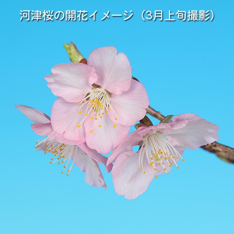 盆栽 河津桜 サクラ さくら オオシマザクラ ヒカンザクラ 桜盆栽 ミニ
