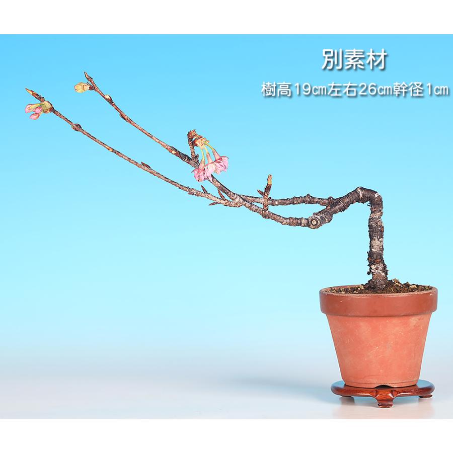 盆栽 河津桜 サクラ さくら オオシマザクラ ヒカンザクラ 桜盆栽 ミニ