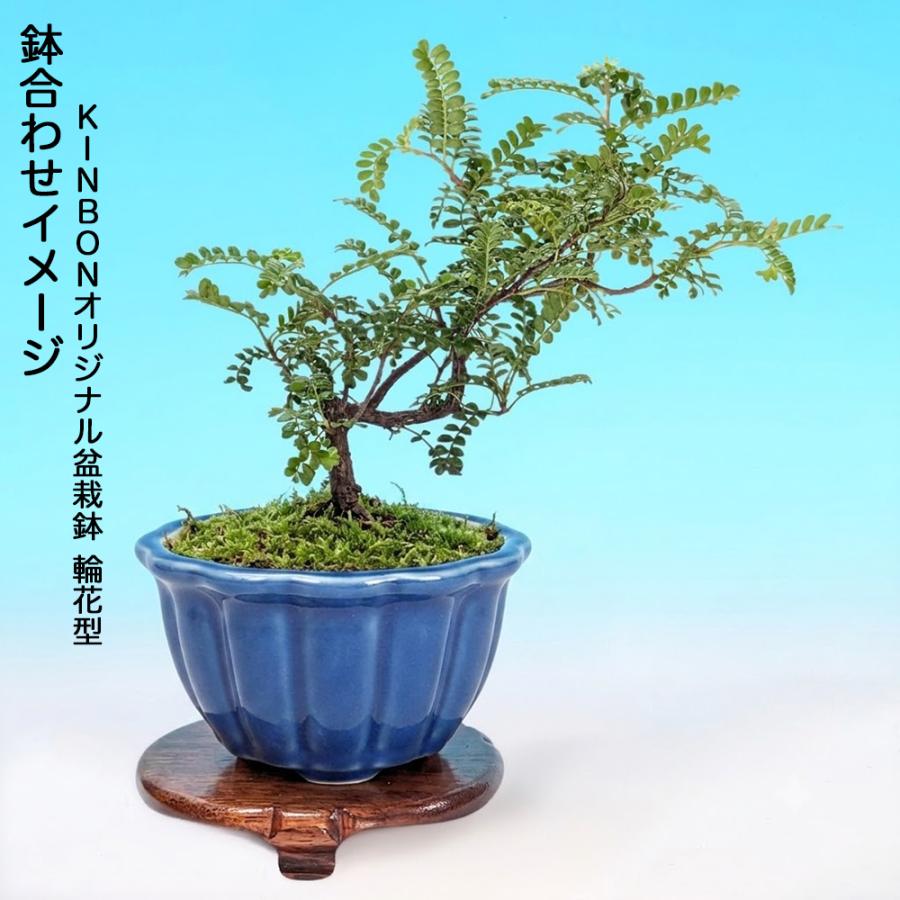 磯山椒の盆栽 針金掛け 陶器鉢　小品盆栽 盆栽 磯ざんしょう 実生3年生 7.5cmポット苗 イソザンショウ 磯山椒