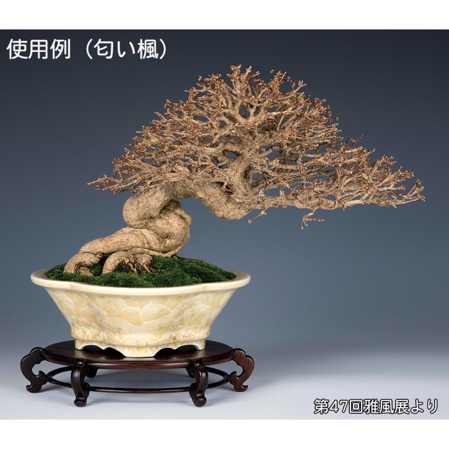 盆栽鉢 植木鉢 「平安泉山黄花結晶木瓜式鉢 大」 山草鉢 清水焼 京焼