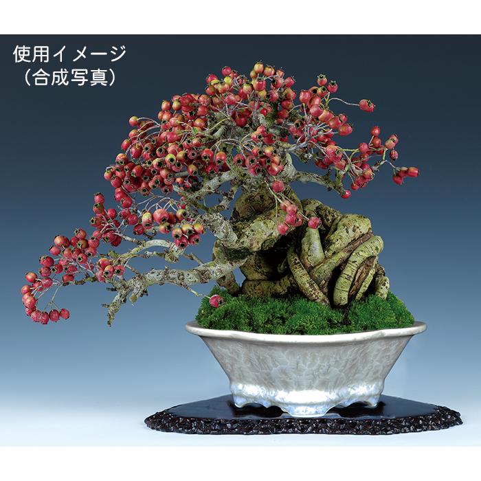 盆栽鉢 植木鉢 「平安泉山白花結晶木瓜式鉢 大 」山草鉢 清水焼 京焼