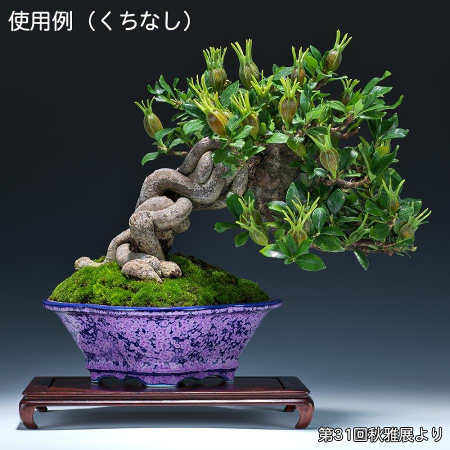 盆栽鉢 植木鉢 「平安泉山紫結晶木瓜式鉢 大」 山草鉢 清水焼 京焼