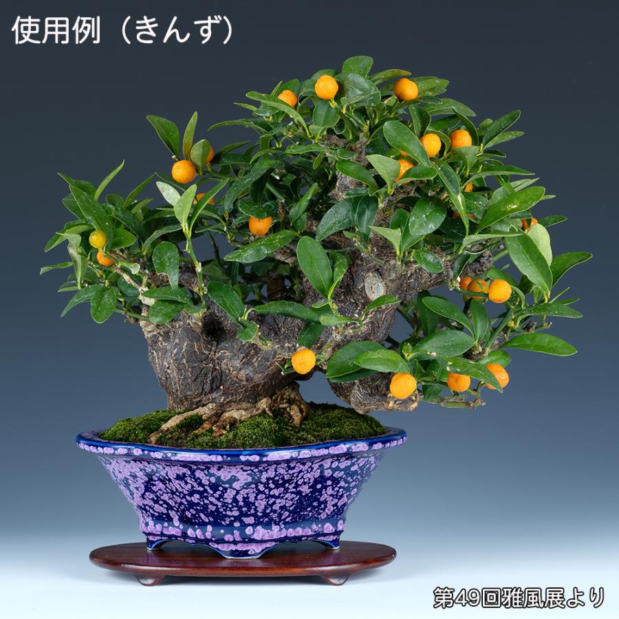 盆栽鉢 植木鉢 「平安泉山紫結晶木瓜式鉢 大」 山草鉢 清水焼 京焼