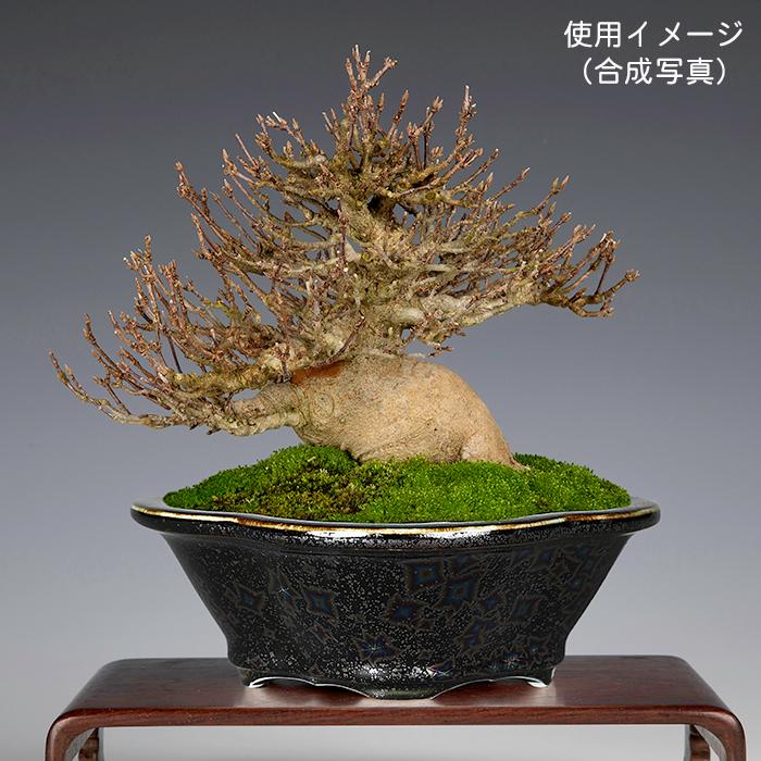 盆栽鉢 植木鉢 「平安泉山黒釉星結晶木瓜式鉢 小」 山草鉢 盆栽鉢 植木鉢 「平安泉山黒釉星結晶木瓜式鉢 小」 山草鉢