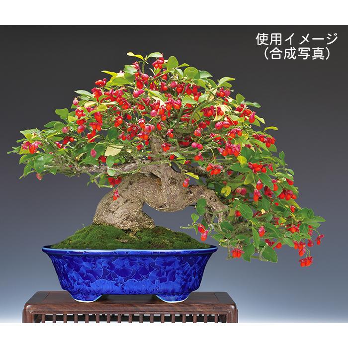 盆栽鉢 植木鉢 「平安泉山瑠璃花結晶楕円鉢」山草鉢 清水焼 京焼 磁器