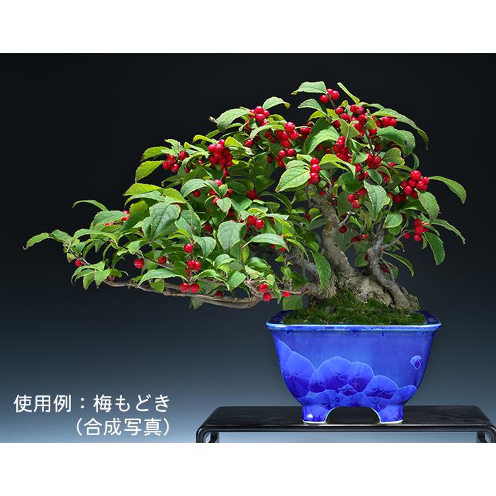 盆栽鉢 植木鉢 「平安泉山瑠璃花結晶正方鉢」 山草鉢 清水焼 京焼 磁器