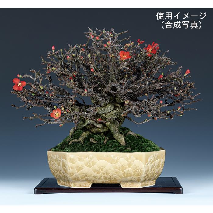 盆栽鉢 植木鉢 「平安泉山黄花結晶隅切長方鉢」 山草鉢 清水焼 京焼