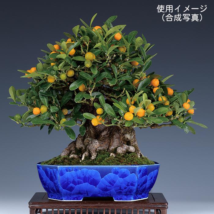 盆栽鉢 植木鉢 「平安泉山瑠璃花結晶隅切長方鉢」 山草鉢 清水焼 京焼