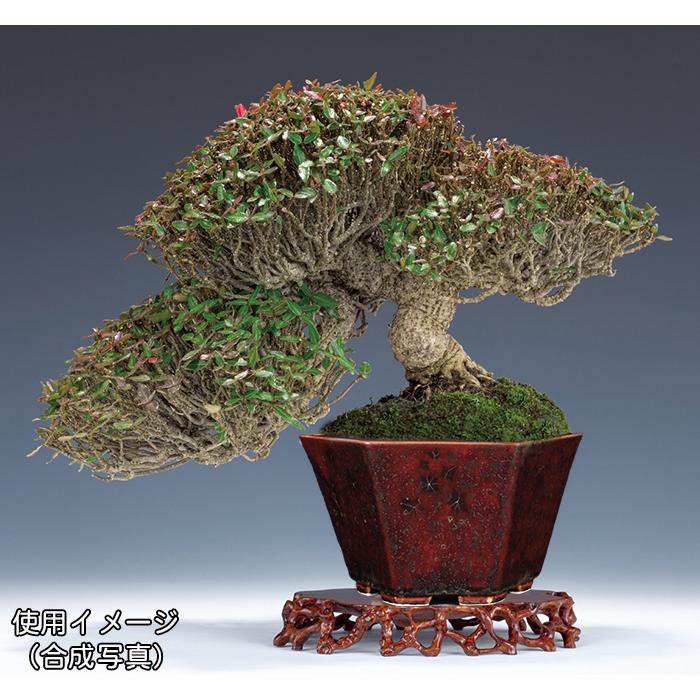 ☆ 平安一星 清水焼 唐子文大鉢 清水焼 京焼 平安一星 青華唐子文大鉢