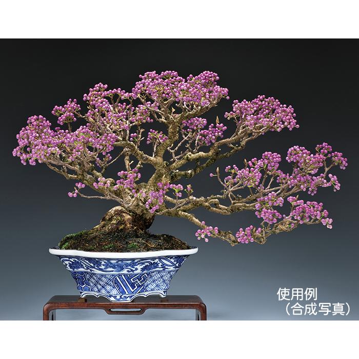 盆栽鉢 桜と藤の寄植え盆栽 信楽焼 三足青窯変鉢の盆栽を販売｜盆栽妙 – 盆栽