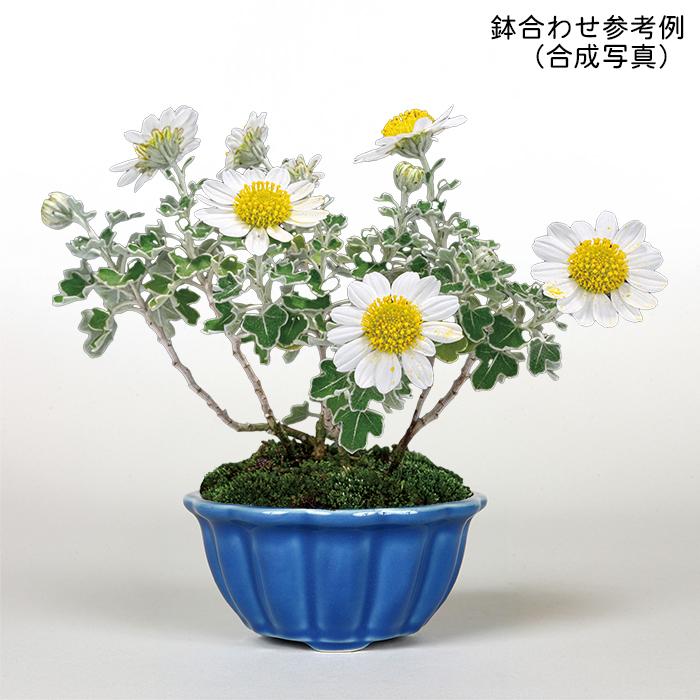 盆栽小鉢 KINBONオリジナル盆栽鉢 輪花式鉢3点セット 均釉 黄釉 白釉 3