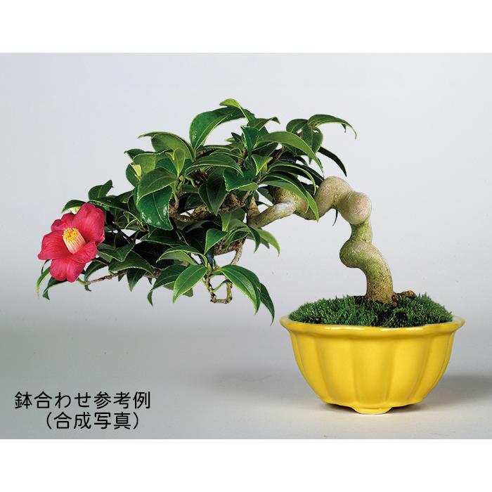 盆栽小鉢 KINBONオリジナル盆栽鉢 輪花式鉢3点セット 均釉 黄釉 白釉 3