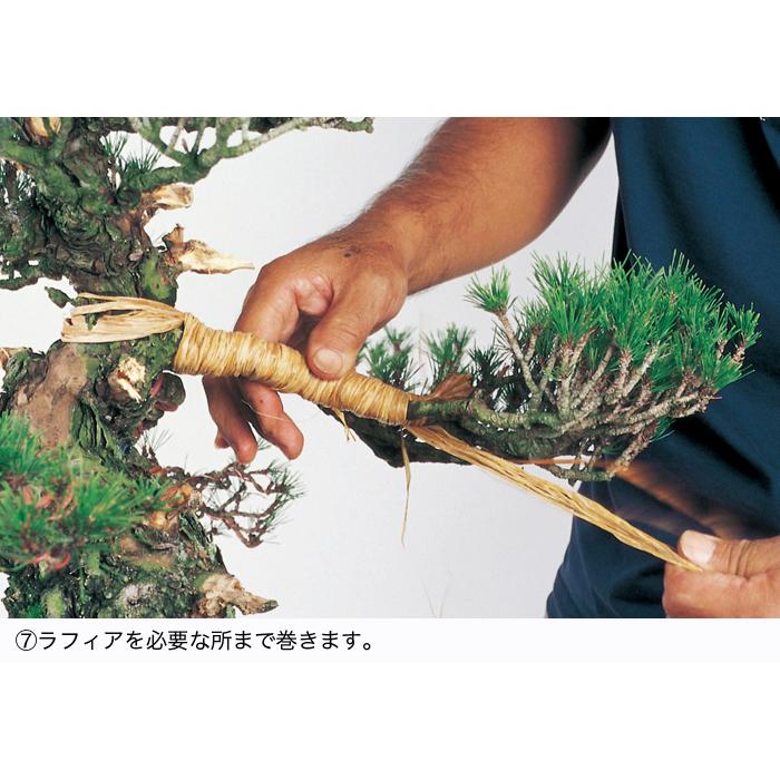 Y*u様 盆栽道具3点セット！⑥ 盆栽 道具 セット 回転式盆栽台 剪定ばさみ ピンセット お手入れ道具 3