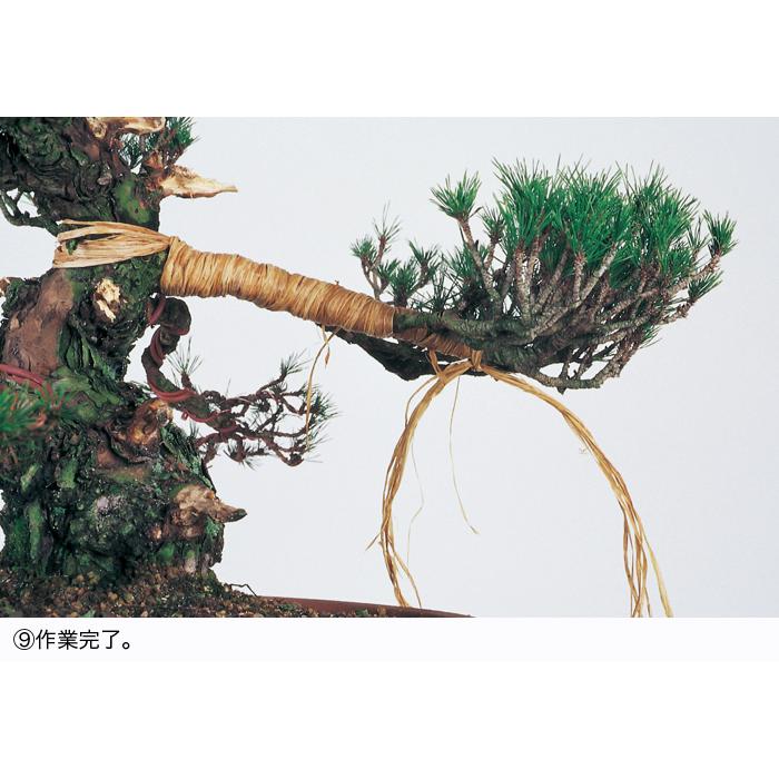 盆栽道具 盆栽手入れ道具 「ラフィア 300g 」 盆栽の幹曲げ 太枝曲げの