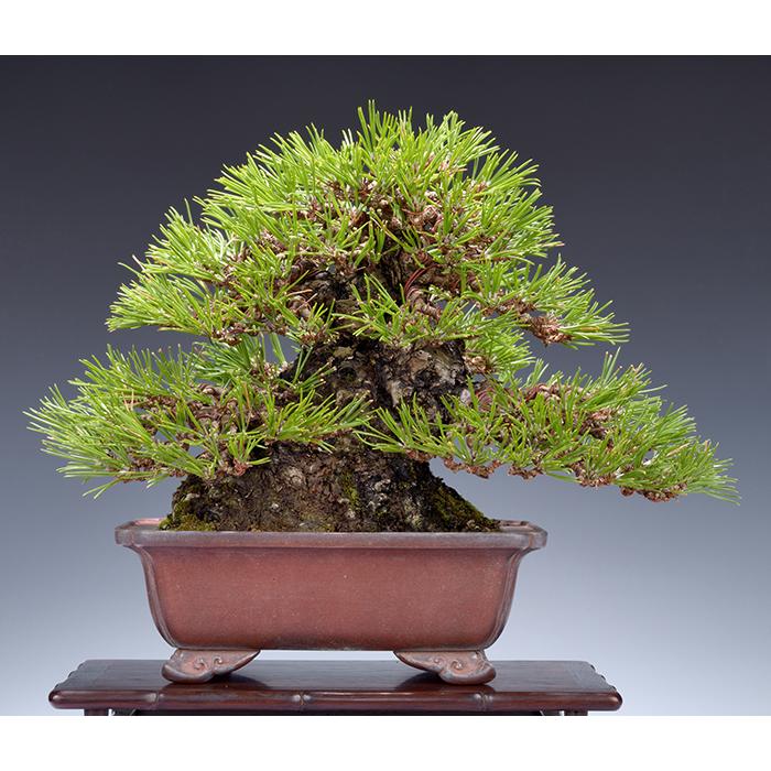 盆栽道具 「アルミ線 6.0mm 」 太さ6mm 6ミリ 1kg 盆栽の整姿 整姿