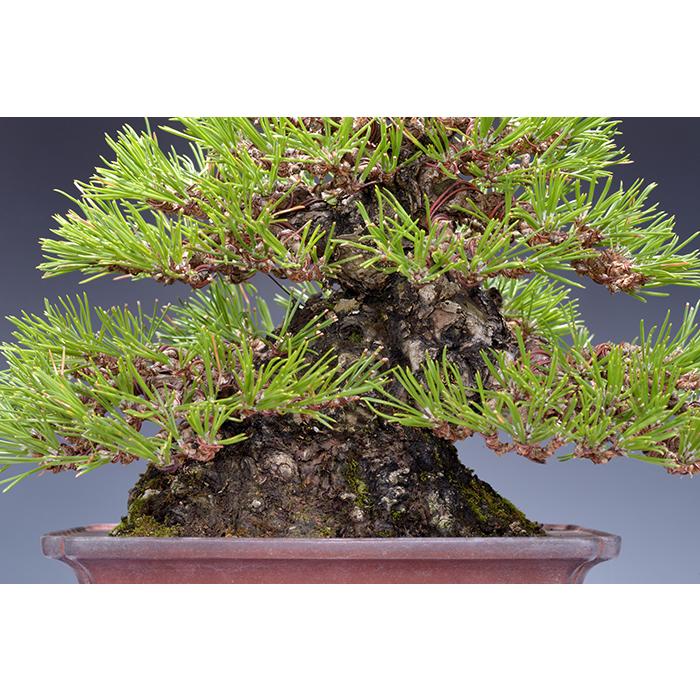 盆栽道具 「アルミ線 6.0mm 」 太さ6mm 6ミリ 1kg 盆栽の整姿 整姿