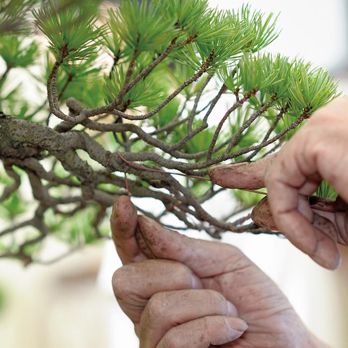 盆栽道具 盆栽手入れ道具 「焼き銅線「佳由架」MINI (#14) 2.0mm 200g