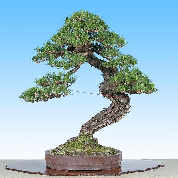 盆栽道具 盆栽手入れ道具 「焼き銅線「佳由架」MINI (#14) 2.0mm 200g