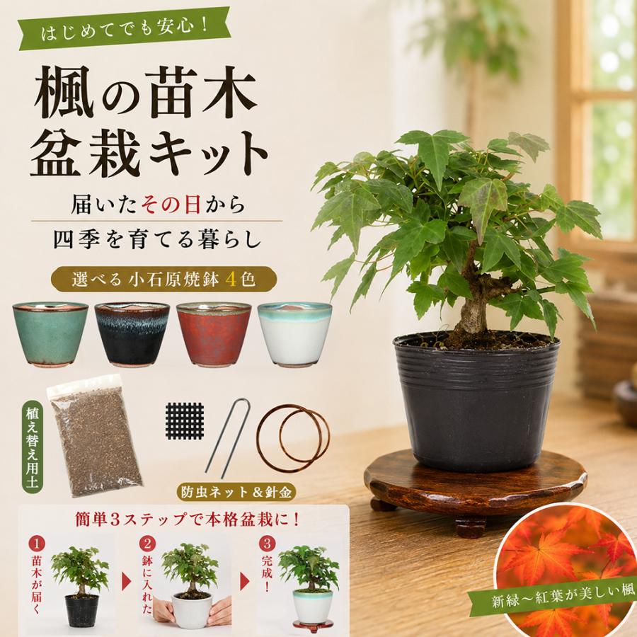 盆栽キット 楓（カエデ） 初心者 ミニ盆栽 スターターキット 小石原焼