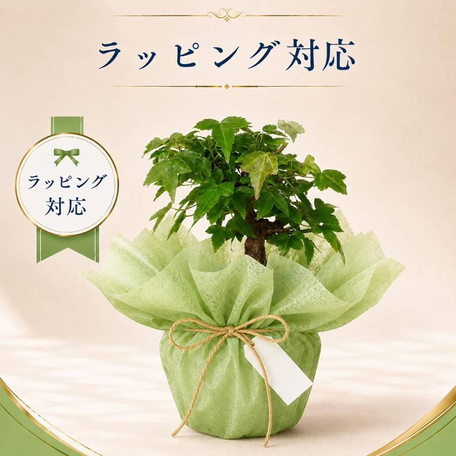 盆栽キット 楓（カエデ） 初心者 ミニ盆栽 スターターキット 小石原焼