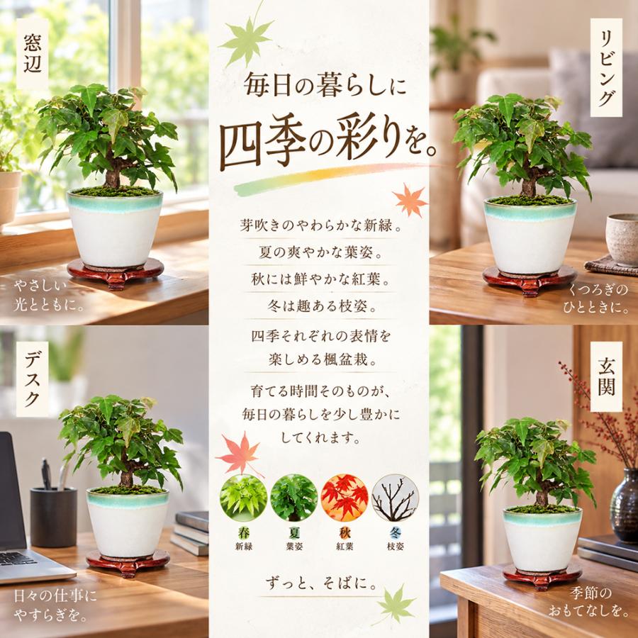 盆栽キット 楓（カエデ） 初心者 ミニ盆栽 スターターキット 小石原焼