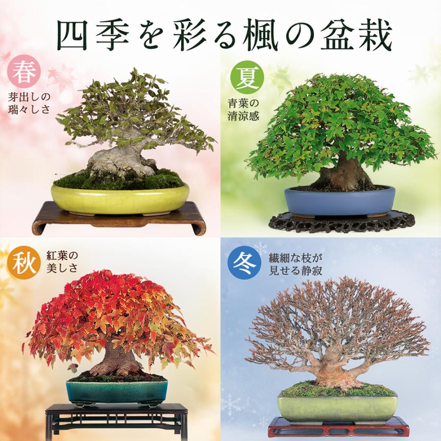 盆栽キット 楓（カエデ） 初心者 ミニ盆栽 スターターキット 小石原焼