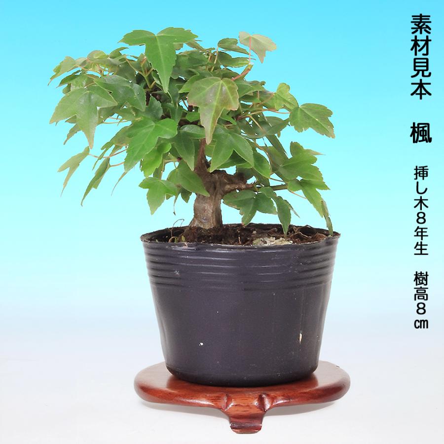 盆栽キット 楓（カエデ） 初心者 ミニ盆栽 スターターキット 小石原焼