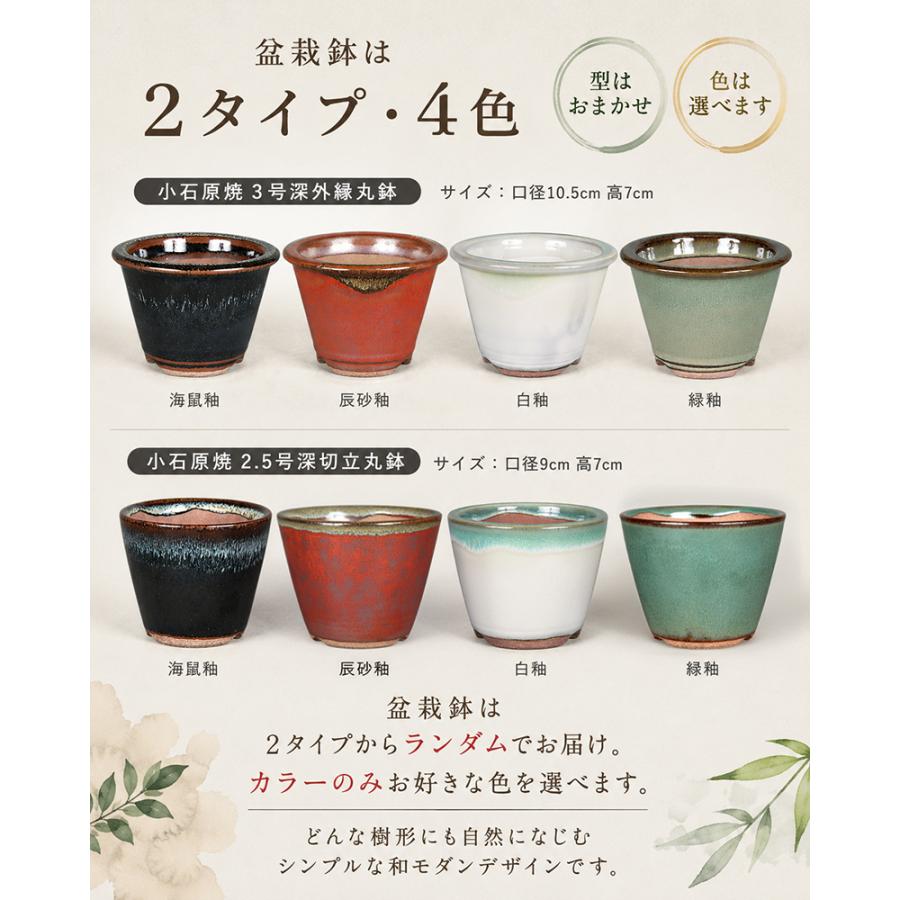 盆栽キット 楓（カエデ） 初心者 ミニ盆栽 スターターキット 小石原焼