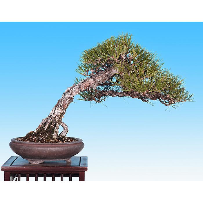 盆栽 一品盆栽 「黒松」 クロマツ くろまつ お洒落 文人 斜幹樹 盆栽 一品盆栽 「黒松」 クロマツ くろまつ お洒落 文人 斜幹樹