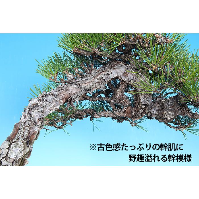 盆栽 一品盆栽 「黒松」 クロマツ くろまつ お洒落 文人 斜幹樹 盆栽 一品盆栽 「黒松」 クロマツ くろまつ お洒落 文人 斜幹樹