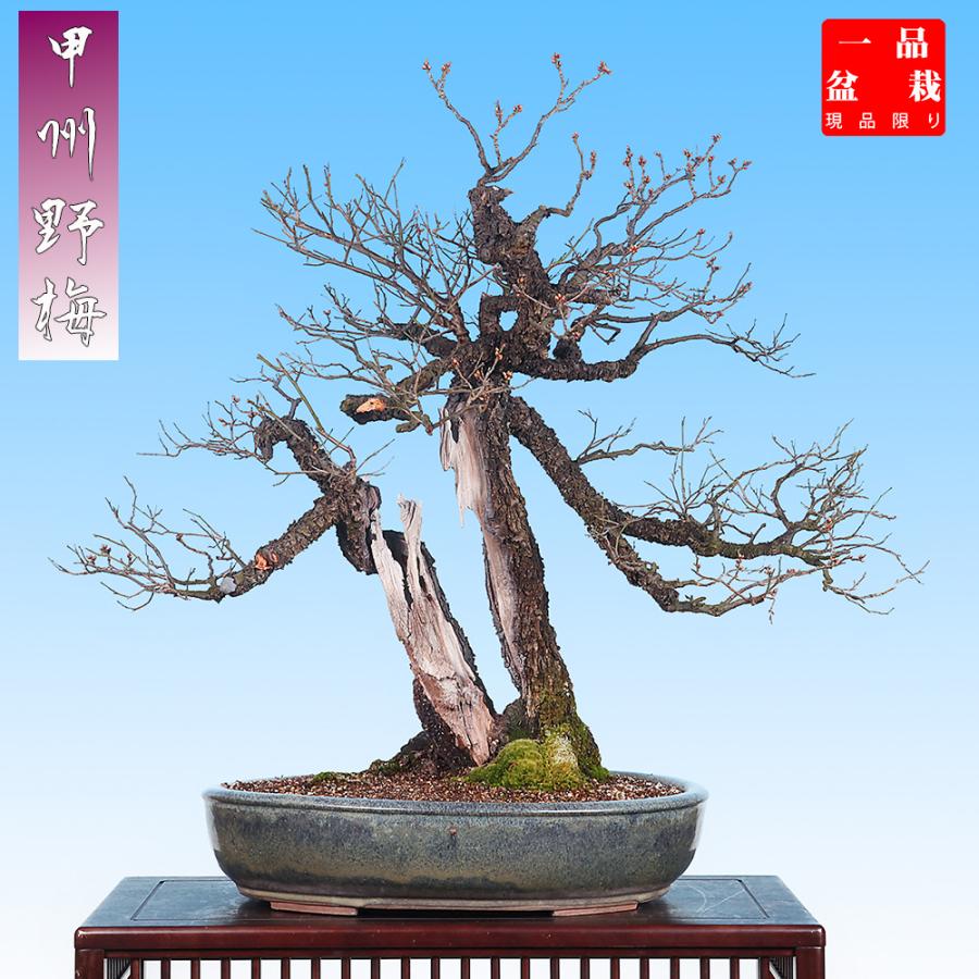 盆栽 「甲州野梅」 野梅 ヤバイ やばい 雑木盆栽 花物盆栽 大型 盆栽 「甲州野梅」 野梅 ヤバイ やばい 雑木盆栽 花物盆栽 大型