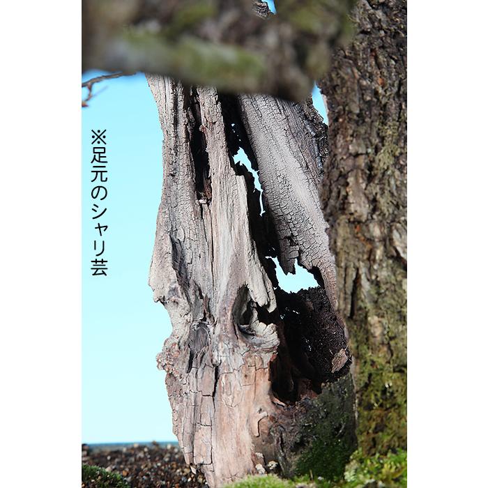 盆栽 「甲州野梅」 野梅 ヤバイ やばい 雑木盆栽 花物盆栽 大型