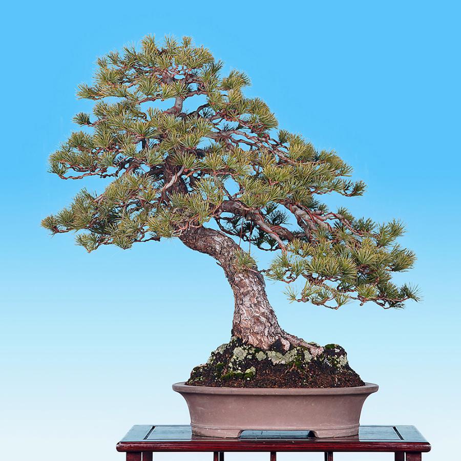 盆栽 五葉松 ゴヨウマツ 模様木 樹高70cm 松柏盆栽 大型盆栽 現品限り