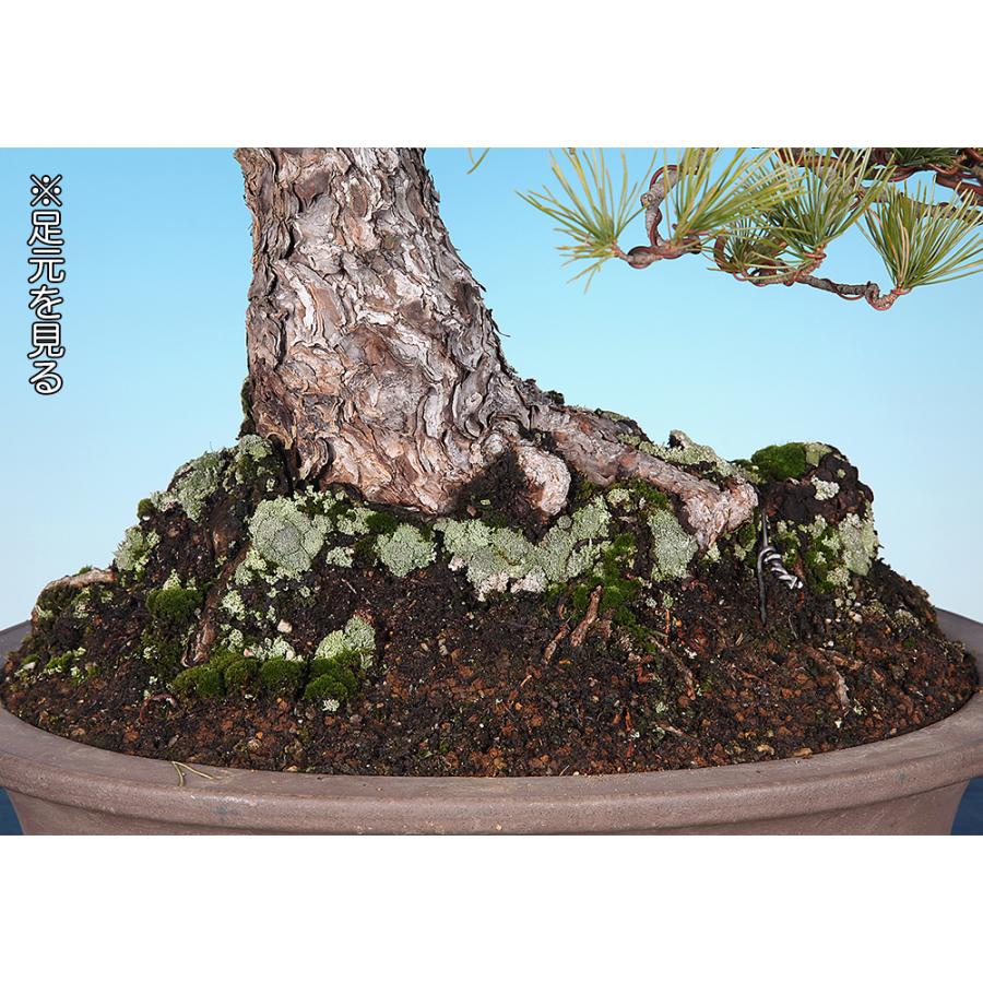 盆栽 五葉松 ゴヨウマツ 模様木 樹高70cm 松柏盆栽 大型盆栽 現品限り