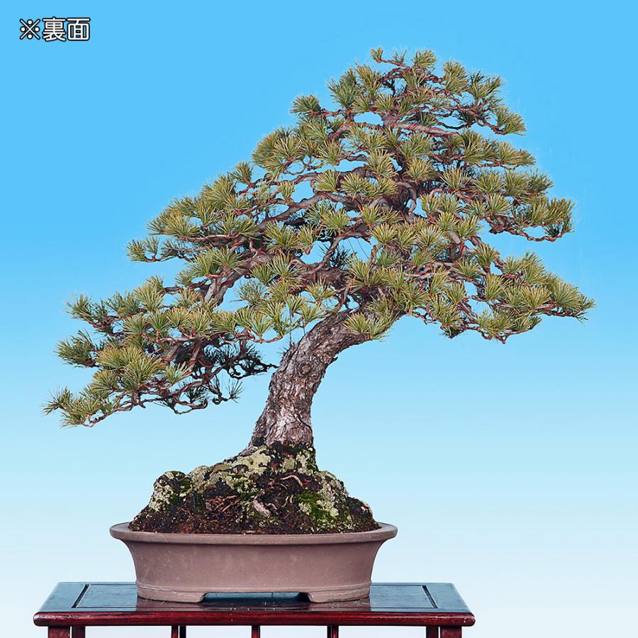 盆栽 五葉松 ゴヨウマツ 模様木 樹高70cm 松柏盆栽 大型盆栽 現品限り