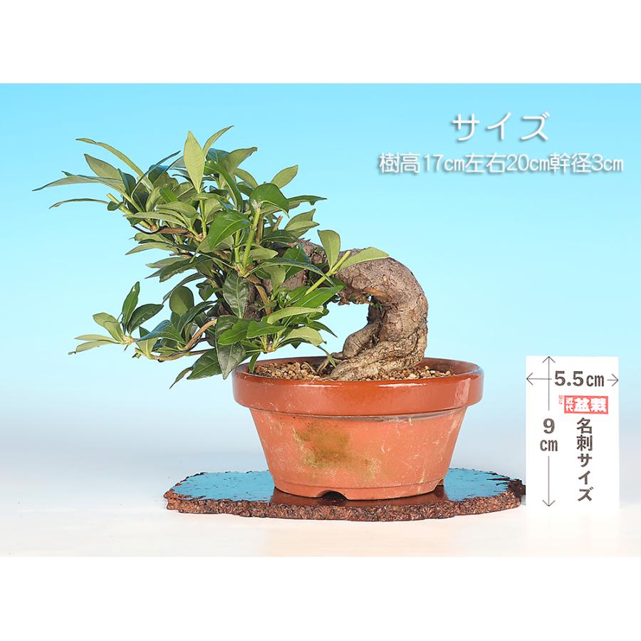 盆栽 くちなし クチナシ 樹高17cm 小品盆栽 花物盆栽 実物盆栽 半懸崖