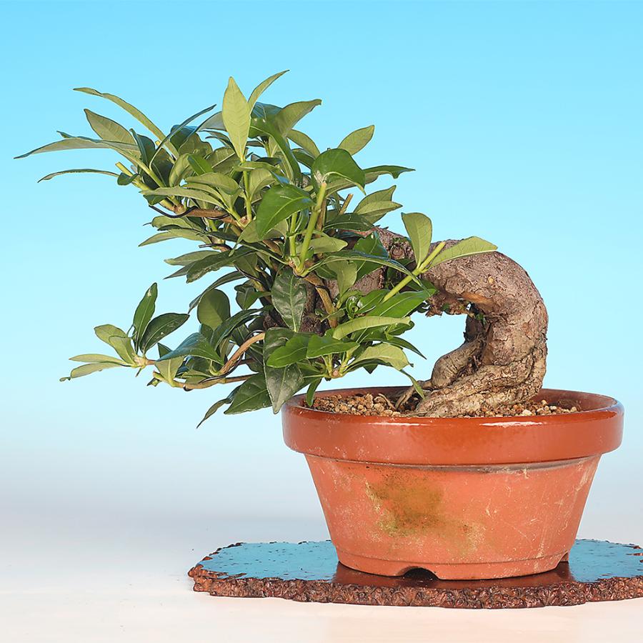 盆栽 くちなし クチナシ 樹高17cm 小品盆栽 花物盆栽 実物盆栽 半懸崖